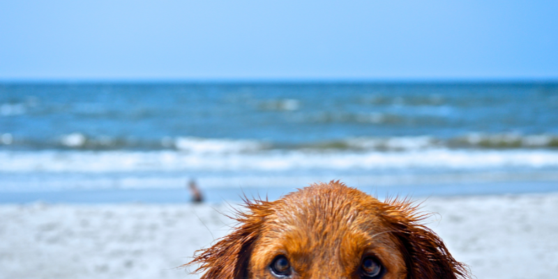 Dog at the Beach Dog at the Beach