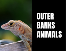 Outer Banks Animals Teaser Outer Banks Animals Teaser