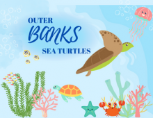 Outer Banks Sea Turtles Outer Banks Sea Turtles