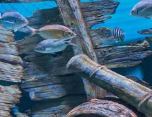 Experience the NC Aquarium on Roanoke Island [Video]