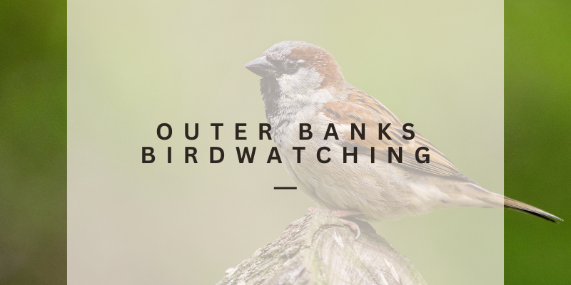 Outer Banks Birdwatching Outer Banks Birdwatching Banner in front of a Finch