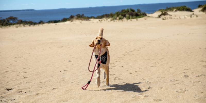 Dog at Jockey's Ridge