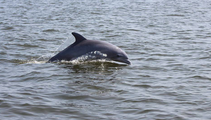 captain johnnys dolphin tours