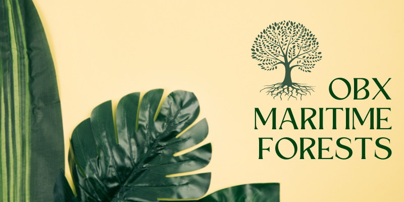 OBX Maritime Forests