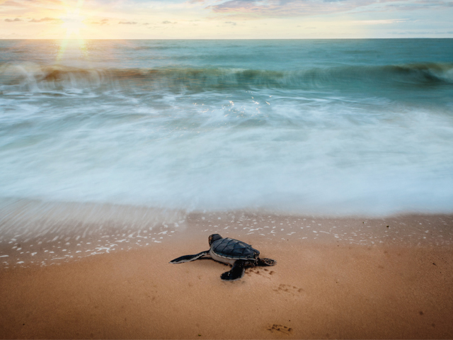 Outer Banks Sea Turtles