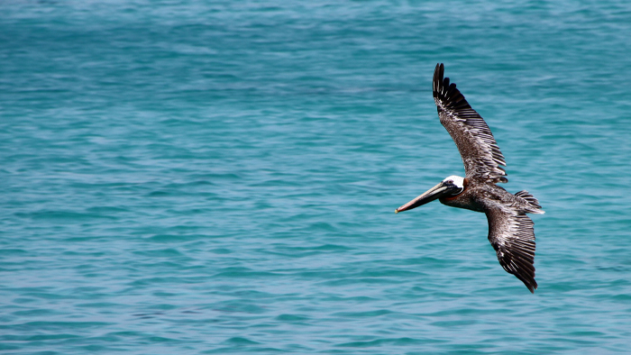visit the pea island wildlife refuge during spring on the obx
