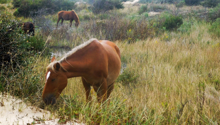 OBX Wild Horse Tour