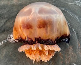 Cannonball Jellyfish