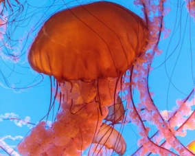 Sea Nettle Jellyfish