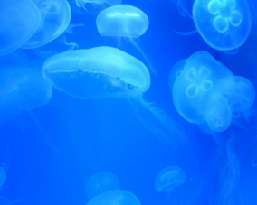 Southern Moon Jellyfish