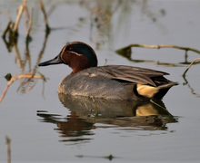 Green-Winged Teal Green-Winged Teal