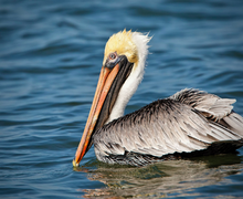 Brown Pelican Brown Pelican