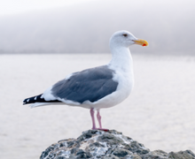 Herring Gull Herring Gull sitting on a rock.