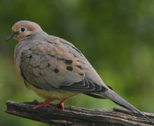 Mourning Dove Mourning Dove