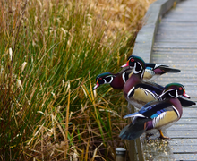 Wood Duck Wood Duck