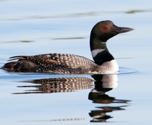 Common Loon Common Loon
